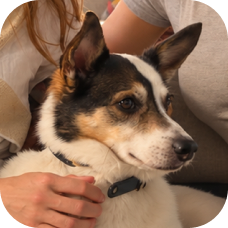 The team's dog
