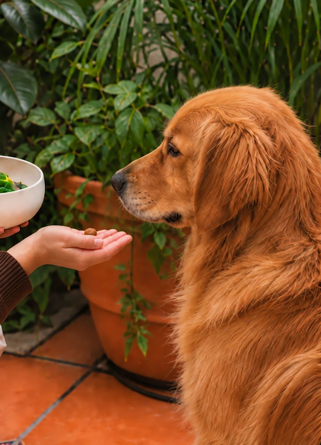 A woman feeding her golden retriever on a terrace